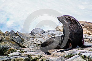 Antarctica ice and mammals in winter