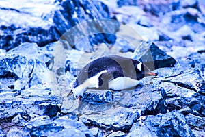 Antarctica ice and mammals in winter