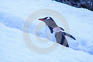 Antarctica ice and mammals in winter