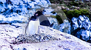 Antarctica ice and mammals in winter