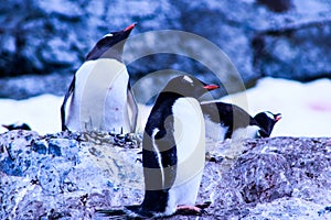 Antarctica ice and mammals in winter