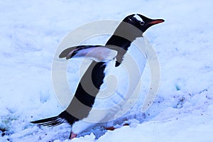 Antarctica ice and mammals in winter