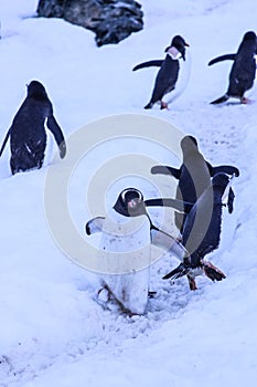 Antarctica ice and mammals in winter