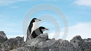 Antarctica January 3, 2022: Penguins in Antarctica. Antarctic ice and birds, protection of the environment. A group of