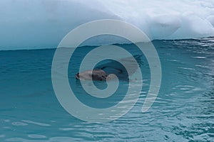 Antarctica, A leopard seal next to an iceberg
