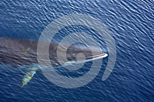 Antarctica, Minke whale in the waters of the Antarctic Peninsula