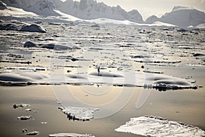 Antarctica Penguin in sunset