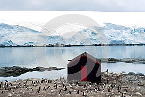 Antarctica - penguins, glaciers, small shack. Beautiful scenic landscape with snow covered mountains and small hut with red door