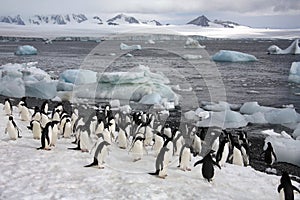 Antarctica - Penguins on Paulet Island