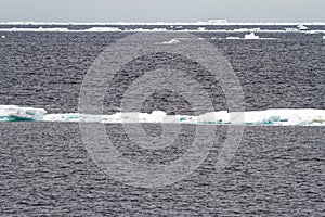 Antarctica - Seals On An Iceberg