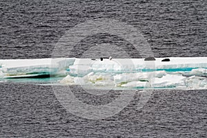 Antarctica - Seals On An Iceberg