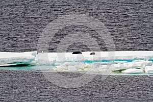 Antarctica - Seals On An Iceberg