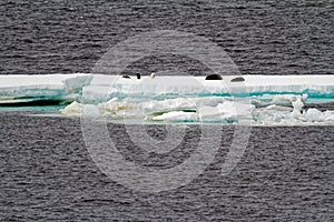 Antarctica - Seals On An Iceberg