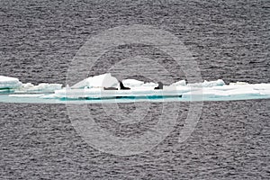 Antarctica - Seals On An Iceberg