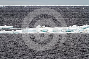 Antarctica - Seals On An Iceberg