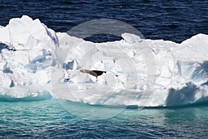 Antarctica - Seals On An Iceberg