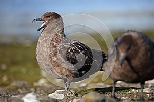 Antarctica skua couple by nest