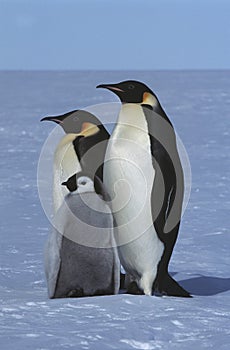 Antarctica Weddel Sea Atka Bay Emperor Penguin Family