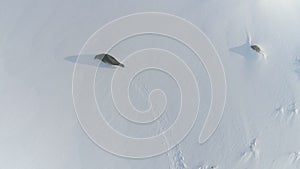 Antarctica weddell seal aerial landscape view