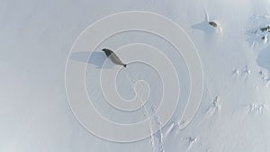 Antarctica weddell seal aerial landscape view