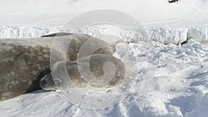 Antarctica weddell seal family rest on snow