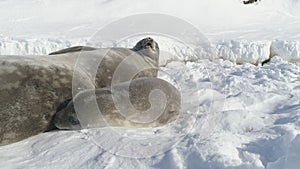 Antarctica weddell seal family rest on snow