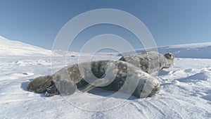 Antarctica weddell seal polar wildlife animal