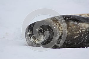 Antarctica, Weddell seal in the snow on Detaille Island, Antarctic Peninsula