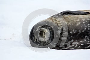 Antarctica, Weddell seal in the snow on Detaille Island, Antarctic Peninsula