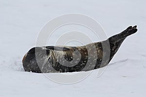 Antarctica, Weddell seal in the snow on Detaille Island, Antarctic Peninsula