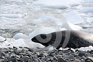 Antarctica, Weddell seal  on Stonington Island, Antarctic Peninsula