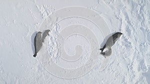 Antarctica weddell seal top down aerial view