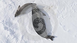 Antarctica weddell seal top down aerial view