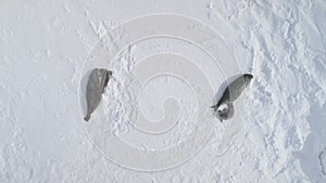 Antarctica weddell seal top down aerial view