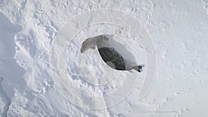 Antarctica weddell seal top down aerial view