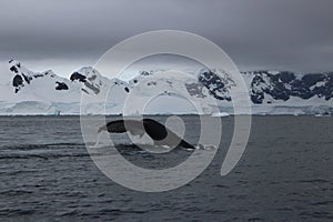 Antarctica - Whales photo