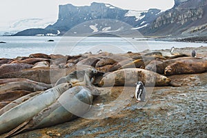 Antarctica wildlife nature, gentoo penguin standing near elephant seals on Livingston island photo