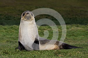 Antarctische Pelsrob, Antarctic Fur Seal, Arctocephalus gazella