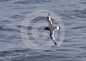 Antarctische Stormvogel, Antarctic Petrel, Thalassoica antarctic