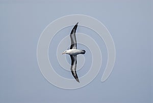 Antartic bird, Albatross, AntÃÂ¡rtica photo