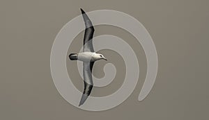 Antartic bird, Albatross, AntÃÂ¡rtica photo