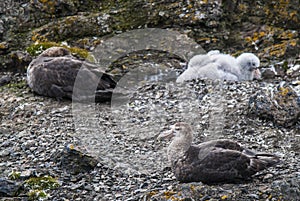 Antartic giant petrel, Hannah Point,Livingston island, South Shetlands ,