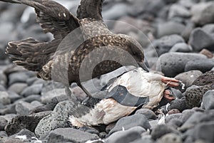 Antartic skua, south polar skua, preying on an adÃ©lia penguin,