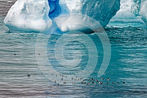 Antartica - Tabular Iceberg in Bransfield Strait