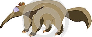 Anteater