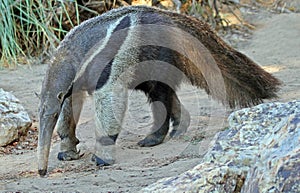 Anteater