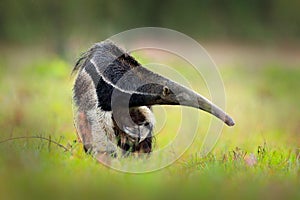 Anteater, cute animal from Brazil. Giant Anteater, Myrmecophaga tridactyla, animal with long tail ane log nose, Pantanal, Brazil. photo