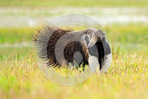 Anteater, cute animal from Brazil. Giant Anteater, Myrmecophaga tridactyla, animal long tail and log muzzle nose, Pantanal, Brazil photo