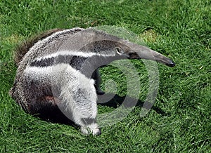 Anteater