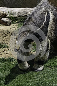 Anteater